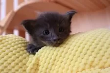 オリエンタルショートヘア【東京都・女の子・2025年9月30日・ブルー】の写真7