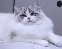 ラグドール【東京都・男の子・2025年5月14日・シールリンクスポイントバイカラー】の写真7