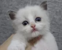 ラグドール【東京都・男の子・2025年5月28日・ブルーポイントバイカラー】の写真2