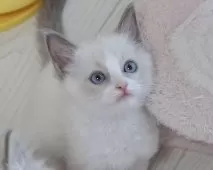 ラグドール【東京都・男の子・2025年5月28日・ブルーポイントバイカラー】の写真8