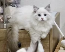 ラグドール【東京都・女の子・2025年7月2日・シールリンクスポイントバイカラー】の写真8