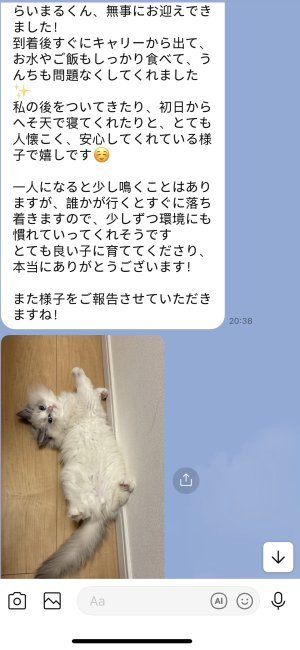 性格の良さが当舎の自慢｜李　嘉琪(り　じゃち)ブリーダー(埼玉県・デボンレックスなど・CFA登録)の紹介写真6