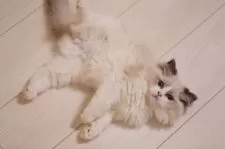 ラグドール【埼玉県・男の子・2025年8月1日・ブルーポイントバイカラー】の写真10