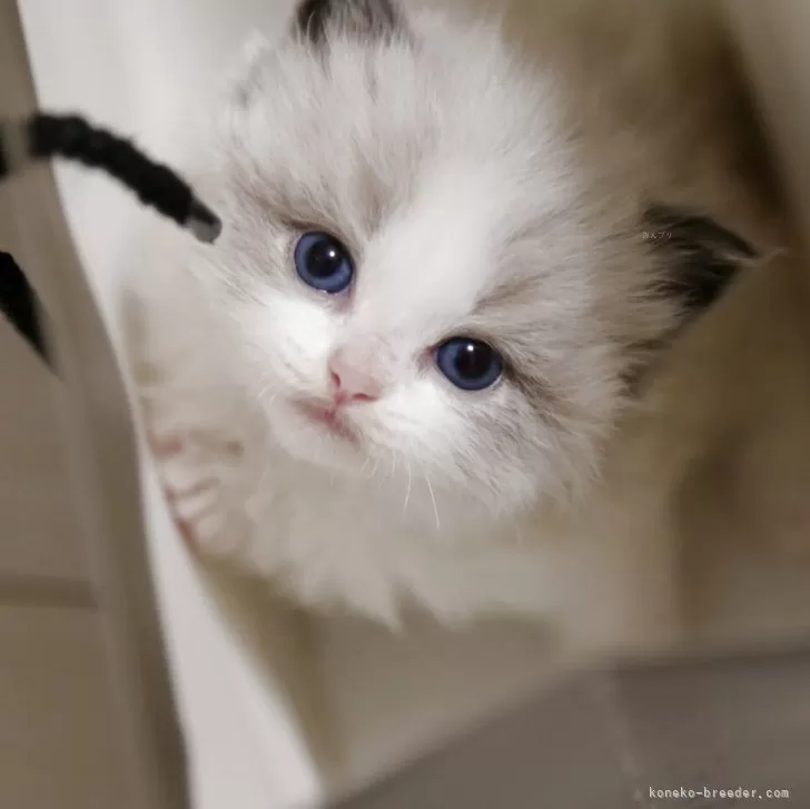 ID:2506-00797の子猫