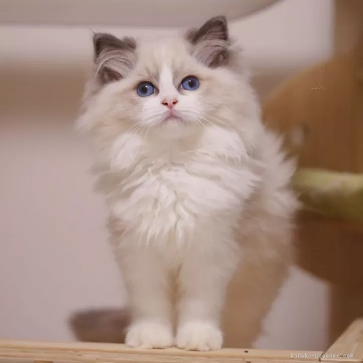 ラグドール【埼玉県・男の子・2025年8月1日・ブルーポイントバイカラー】の写真1