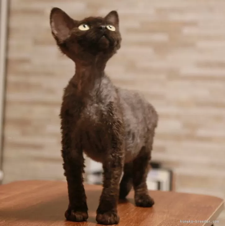 ID：2504-02390の子猫