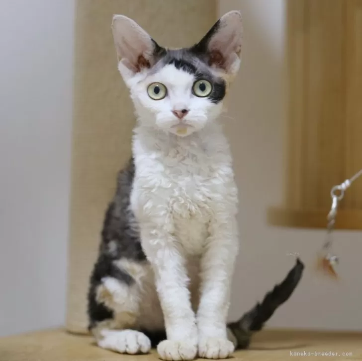 デボンレックス【埼玉県・女の子・2025年6月7日・キャリコ】の写真1