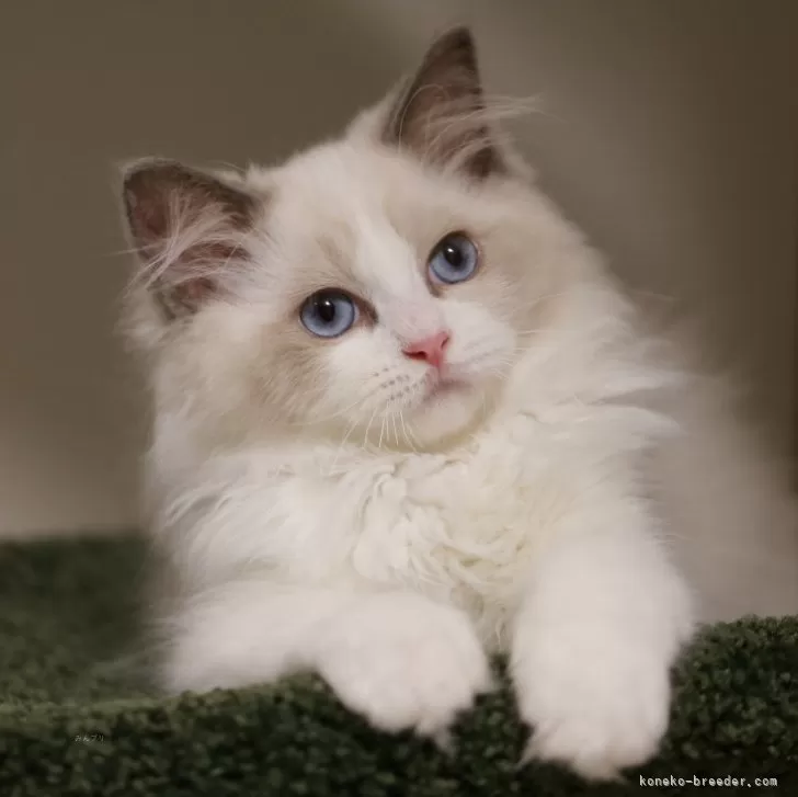 ID：2506-00213の子猫