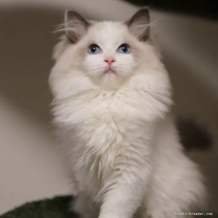 ID：2506-00434の子猫