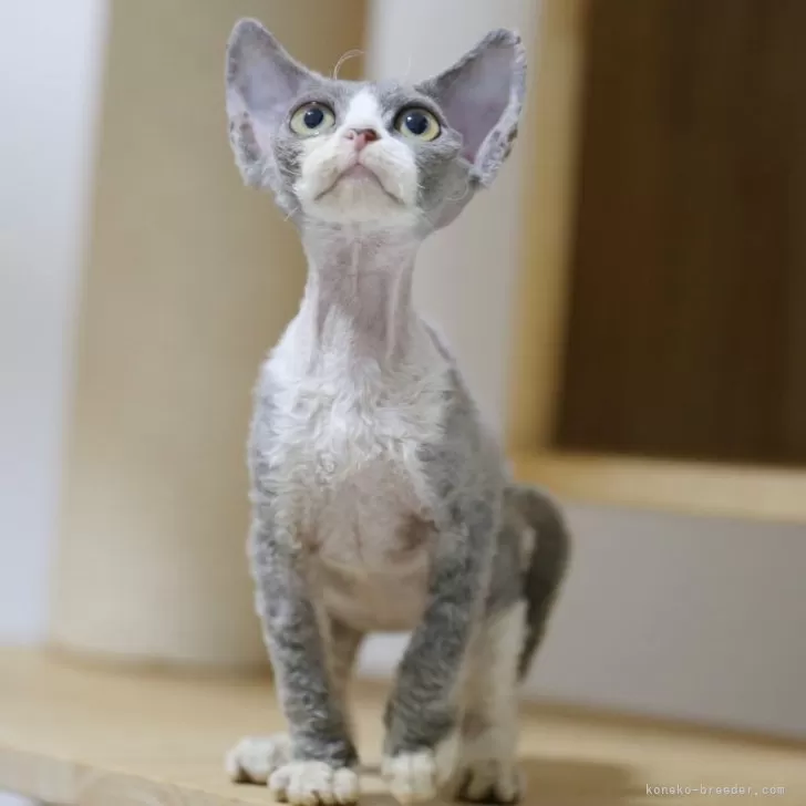 デボンレックス【埼玉県・女の子・2025年6月7日・ブラックアンドホワイト】の写真1