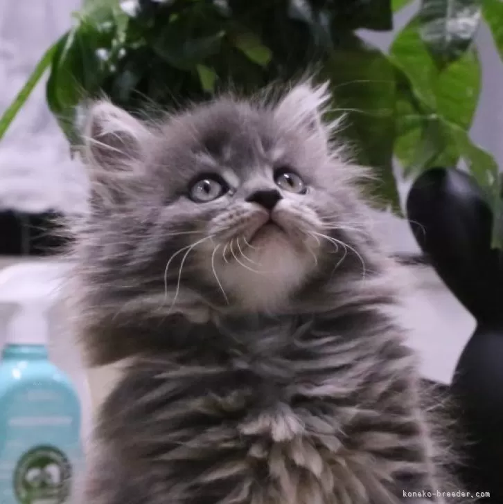 ID：2501-00709の子猫