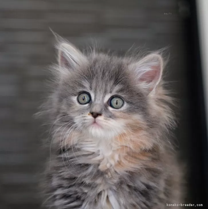 メインクーン【埼玉県・女の子・2025年10月20日・ブルーアンドホワイト(トーティー)】の写真1