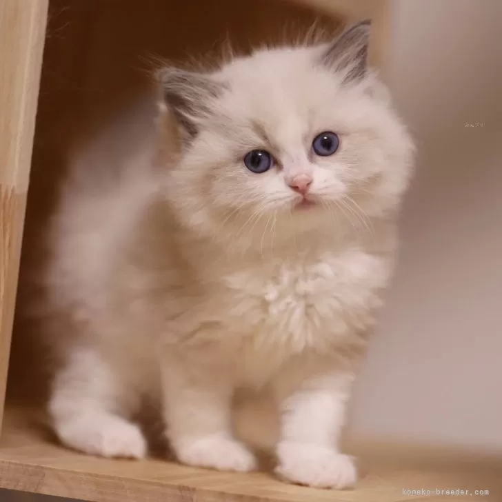 ひまわり 様のお迎えした子猫