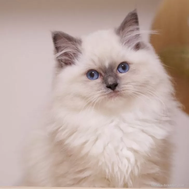 ID：2509-01134の子猫