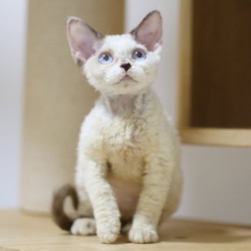 デボンレックス【埼玉県・女の子・2025年6月7日・シールポイントバイカラー】の写真「凄く人懐っこい　ブルーアイズ
珍しい色」