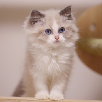 ラグドール【埼玉県・男の子・2025年8月1日・ブルーポイントバイカラー】の写真「ふわふわ　ぬいぐるみみたい
両親外産」