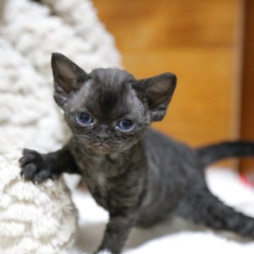 デボンレックス【大阪府・女の子・2025年4月7日・ブラック】の写真「小さいおもちゃ」