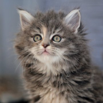 メインクーン【埼玉県・女の子・2025年10月20日・ブルーアンドホワイト(トーティー)】の写真「“王者の風格”が漂う女の子」