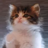 ノルウェージャンフォレストキャット【埼玉県・女の子・2024年11月4日・茶トラ白】の写真1