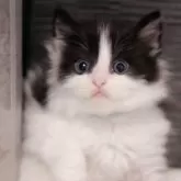 ノルウェージャンフォレストキャット