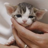 デボンレックス