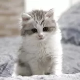 ノルウェージャンフォレストキャット