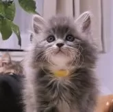 メインクーン【埼玉県・男の子・2024年12月1日・ブルータビー】の写真1