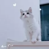 ノルウェージャンフォレストキャット