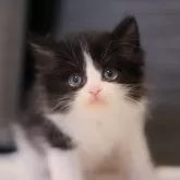 ノルウェージャンフォレストキャット