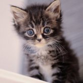 ノルウェージャンフォレストキャット