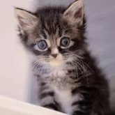 ノルウェージャンフォレストキャット