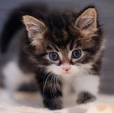 ノルウェージャンフォレストキャット
