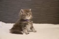 メインクーン【埼玉県・男の子・2024年12月1日・ブルータビー】の写真2