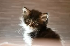 ノルウェージャンフォレストキャット【埼玉県・男の子・2024年11月4日・黒白】の写真3