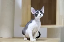 デボンレックス【埼玉県・女の子・2025年6月7日・ブラックアンドホワイト】の写真3