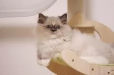 ラグドール【埼玉県・男の子・2025年8月1日・ブルーミテッド】の写真3