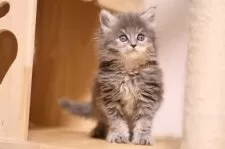 メインクーン【埼玉県・女の子・2025年10月20日・ブルーアンドホワイト(トーティー)】の写真4