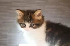 ノルウェージャンフォレストキャット【埼玉県・女の子・2024年11月4日・茶トラ白】の写真3