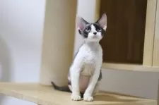 デボンレックス【埼玉県・女の子・2025年6月7日・ブラックアンドホワイト】の写真4