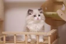 ラグドール【埼玉県・男の子・2025年8月1日・ブルーポイントバイカラー】の写真4