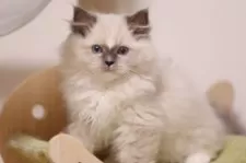 ラグドール【埼玉県・男の子・2025年8月1日・ブルーミテッド】の写真4