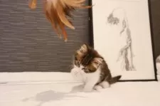 ノルウェージャンフォレストキャット【埼玉県・女の子・2024年11月4日・茶トラ白】の写真4