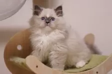 ラグドール【埼玉県・男の子・2025年8月1日・ブルーミテッド】の写真5