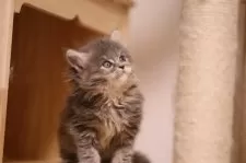 メインクーン【埼玉県・女の子・2025年10月20日・ブルーアンドホワイト(トーティー)】の写真6