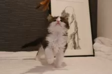 ノルウェージャンフォレストキャット【埼玉県・男の子・2024年11月4日・茶トラ白】の写真5