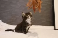 ノルウェージャンフォレストキャット【埼玉県・男の子・2024年11月4日・黒白】の写真5