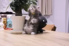 メインクーン【埼玉県・男の子・2024年12月1日・ブルータビー】の写真5