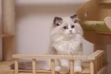 ラグドール【埼玉県・男の子・2025年8月1日・ブルーポイントバイカラー】の写真5