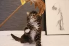 ノルウェージャンフォレストキャット【埼玉県・男の子・2024年11月4日・黒白】の写真6