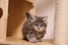 メインクーン【埼玉県・女の子・2025年10月20日・ブルーアンドホワイト(トーティー)】の写真7